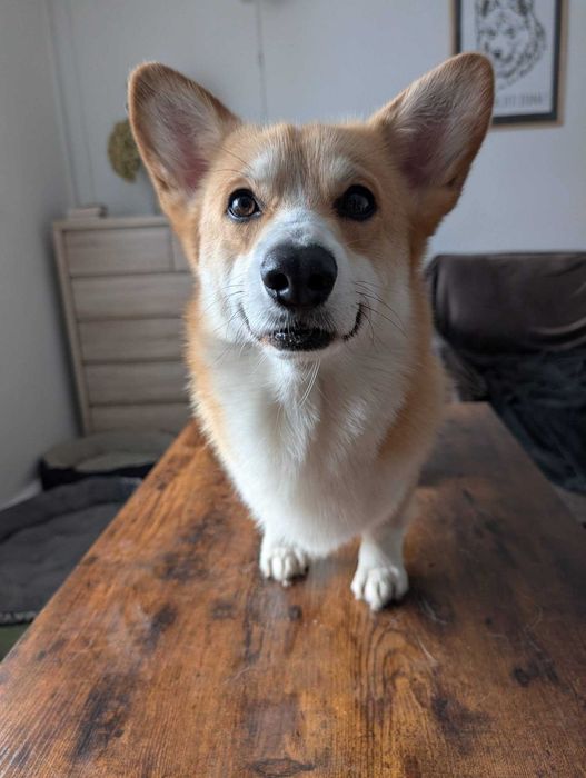 Welsh Corgi Pembroke