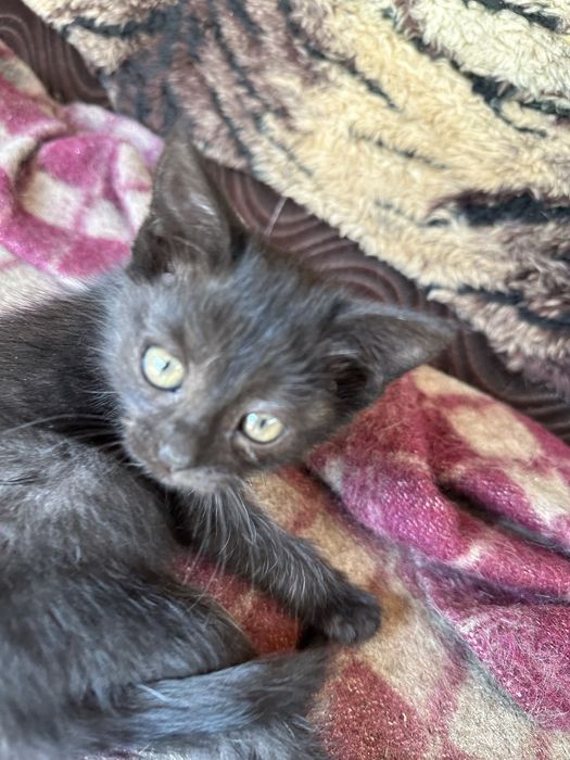 котики висловухі