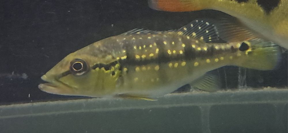 Vendo 5 especies de cichlas
