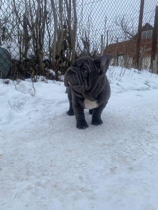 Французький бульдог Big Rop