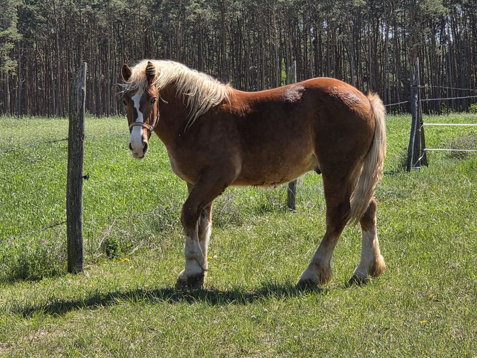 Sprzedam ogiera koń Polski zimnokrwisty