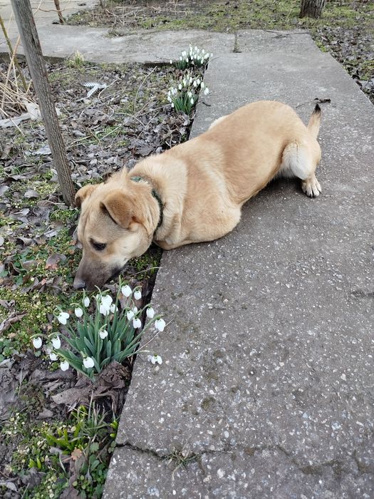 Віддам дорослих песиків