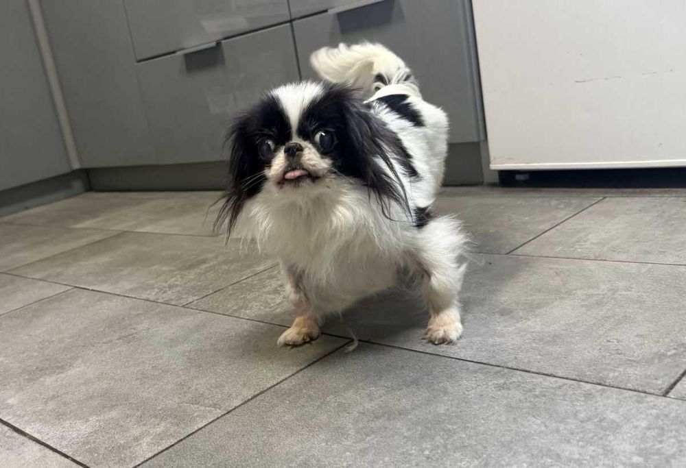 Chin Japoński - suczka Czin-Czin szuka dobrego domu Adopcja.