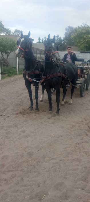 Klacze śląskie bliźniaczki