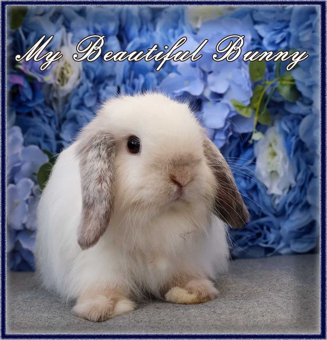 Piękny Królik Mini Lop - Frosty Point