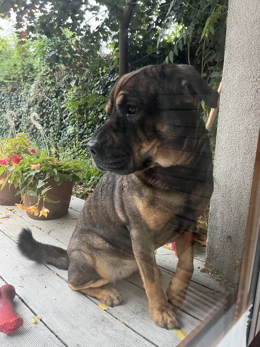 Suczka podobna do Shar pei szuka domu