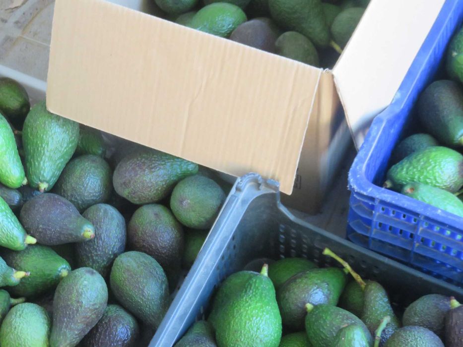 Abacate Biológico de Produção Nacional