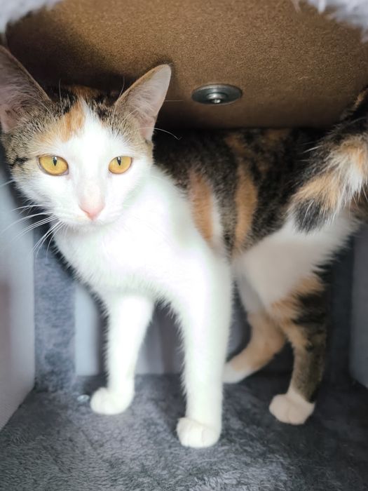 Oddam kotkę tricolor