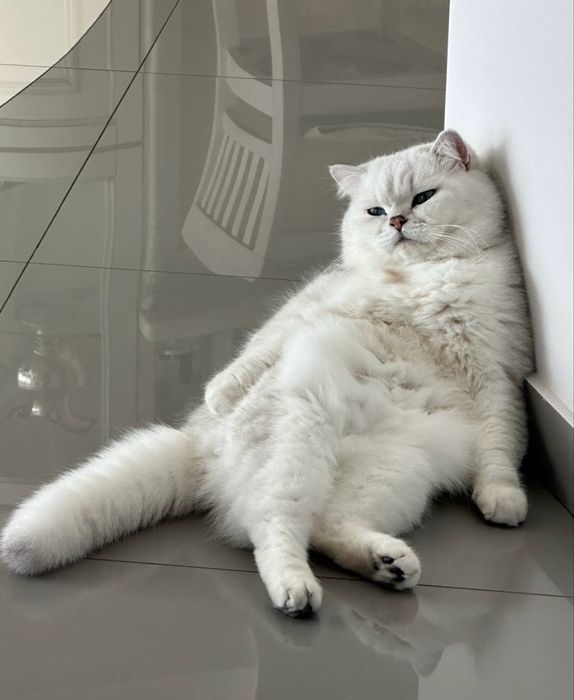 Британська шиншила вязка