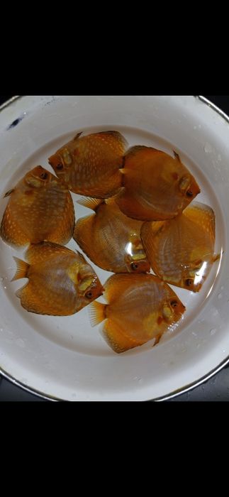 Продам дискусов пиджен и красная дыня