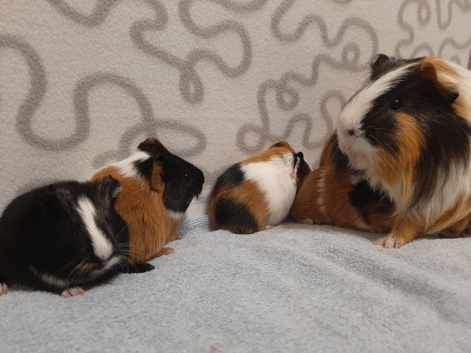 Морські свинки - антидепресантики)