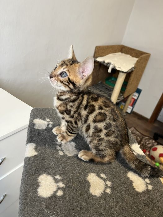 Бенгальські кошенята