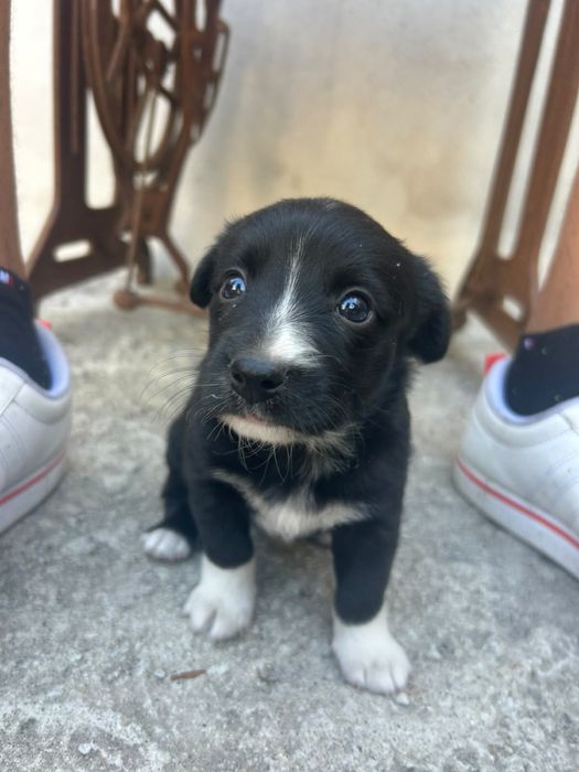 Bebés lindos para adoção responsável