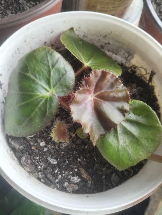 Planta Begónia Redonda
