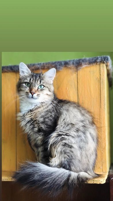 Отдам пушистую кошку лесного окраса, 1,5 года, стерилизована, привита