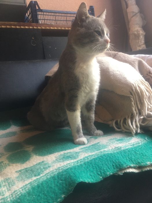 Потерялся котик !