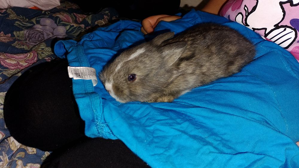 Coelhos anões  ninhada de 4 filhotes . nascimento 5 de setembro