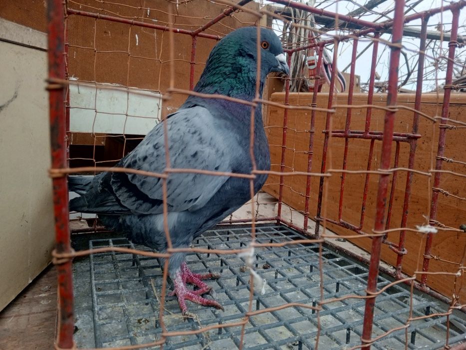 King Kingi Samiec Ptaki gołębie ozdobne