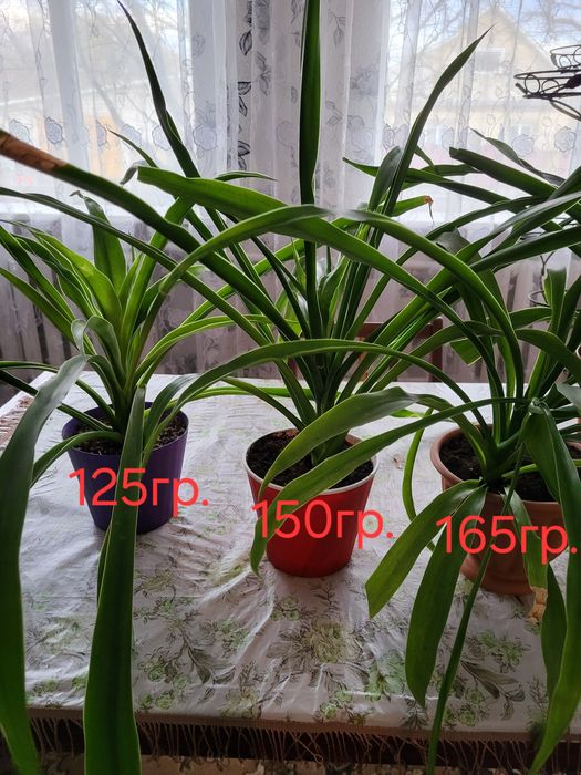 Пальми Монстера та Панданус.