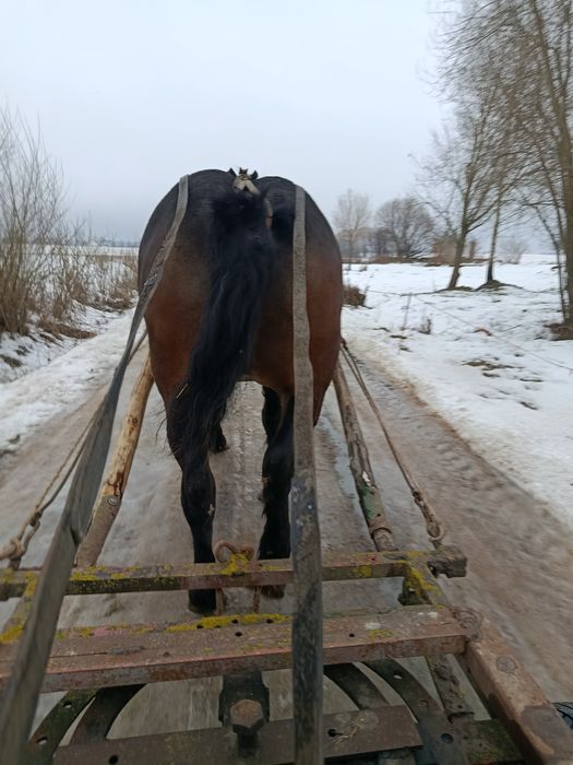 Sprzedam klacz źrebną