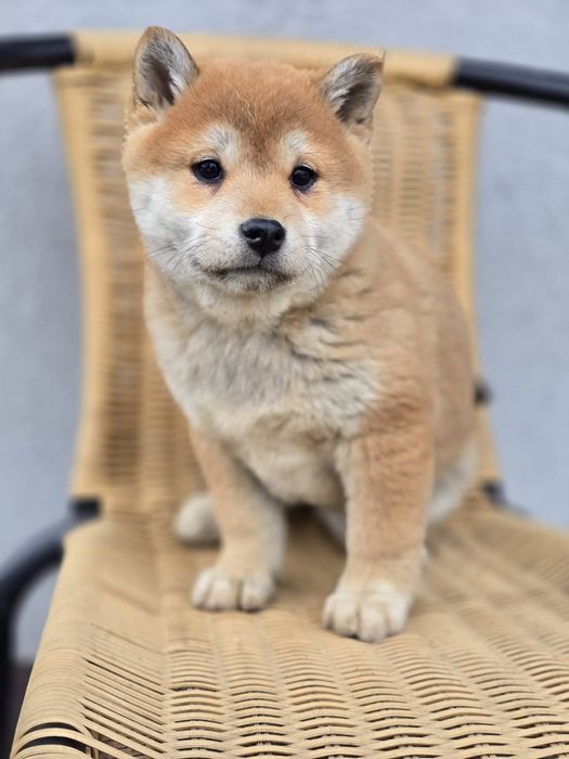 SHIBA INU szczenię suczka szczeniaki do odbioru