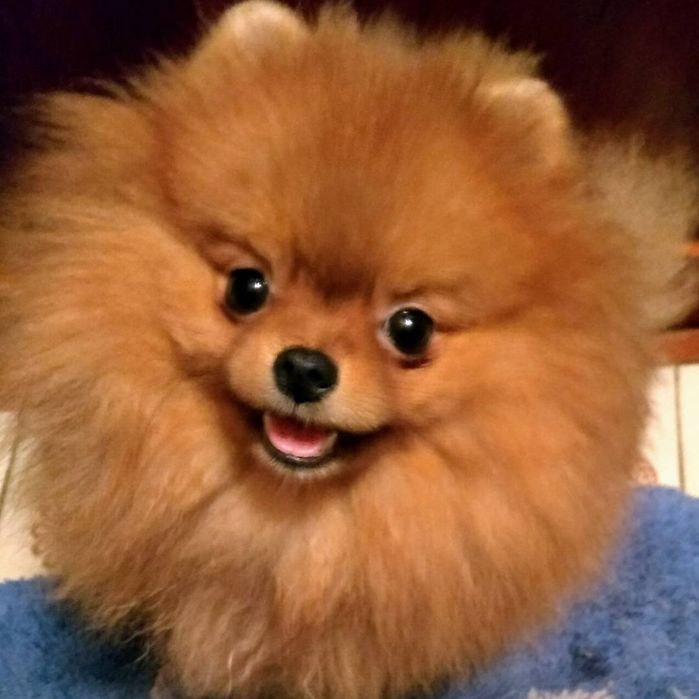 Вязка. Шпиц померанский, док КСУ/FCI