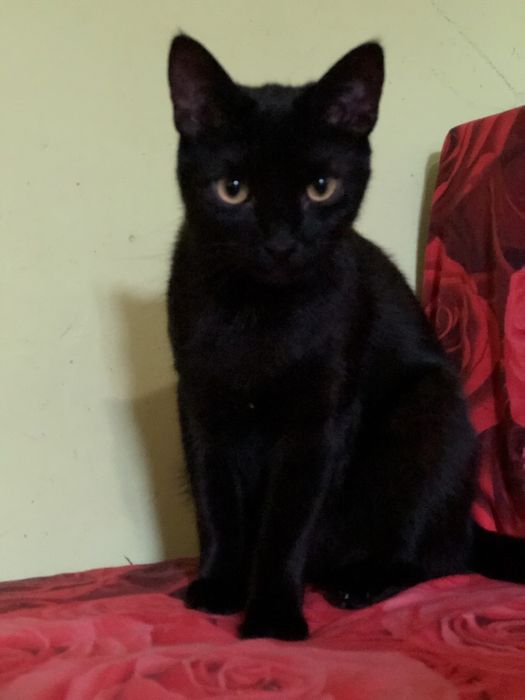 Котик 1 год бесплатно в семью