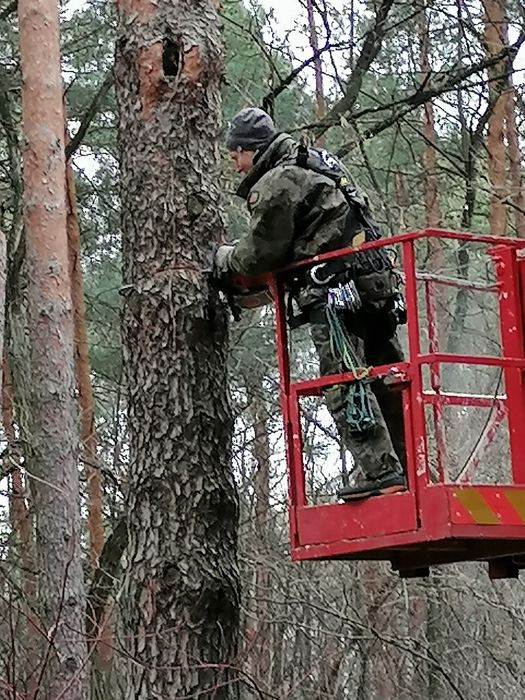 Wycinka i pielęgnacja drzew