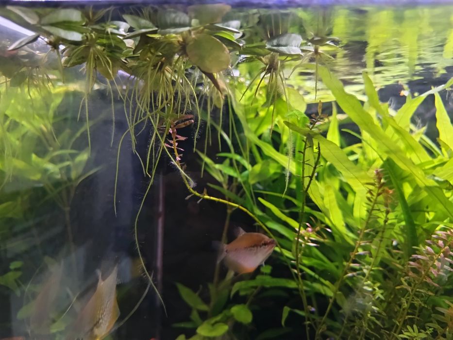 Limnobium Laevigatum pływająca  i sessiliflora