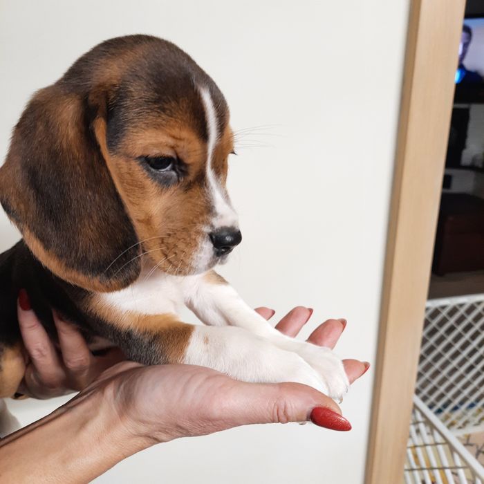 Beagle śliczny szczeniak