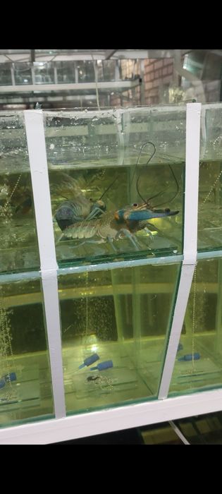 Запис на навчання інкубації креветок Макробрахіум Розенберга та АККР