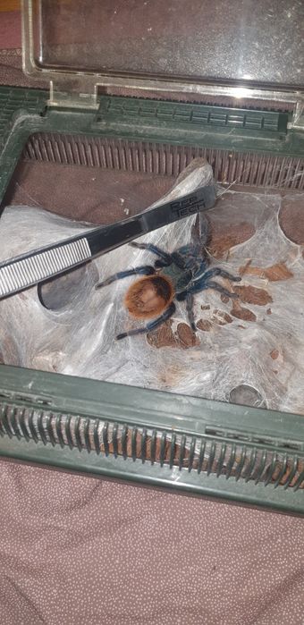 Ptasznik chromatopelma