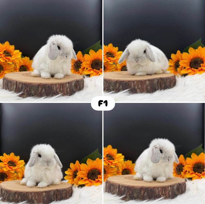 Króliczek Mini Loop