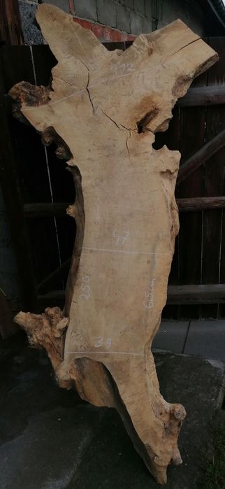 Deski plastry foszty tarcica monolit orzech włoski jesion dąb wiąz