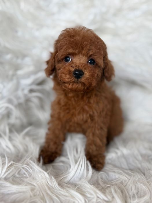 Pudel toy suczka malutka