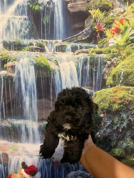 York Black czarny piesek  rodowód