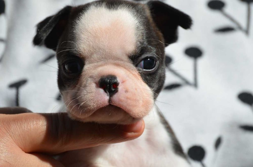 Бостон тер'єр, Бостон терьер цуценята