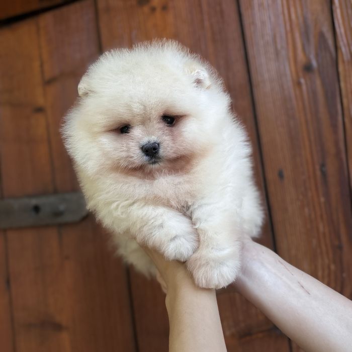 чудовий ведмедик шоу классу