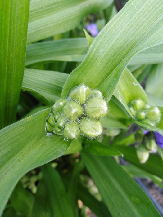 Традесканция садовая, цветущий многолетник