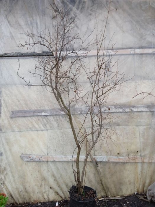 Гранатові дерева