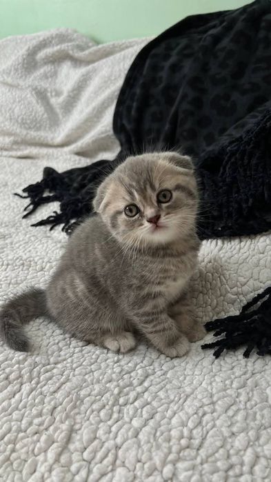 Продам кошечку девочку