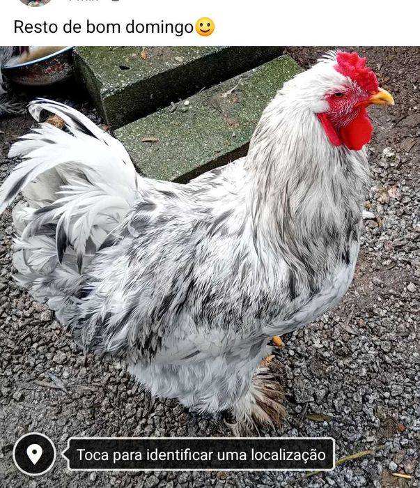 Galinhas de Raça Brahma. Ovos férteis disponíveis para incubação.
