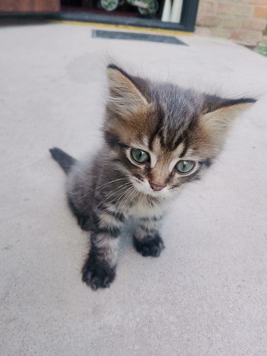 Кошеня хлопчик безкоштовно