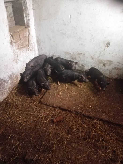 В'єтнамські поросята