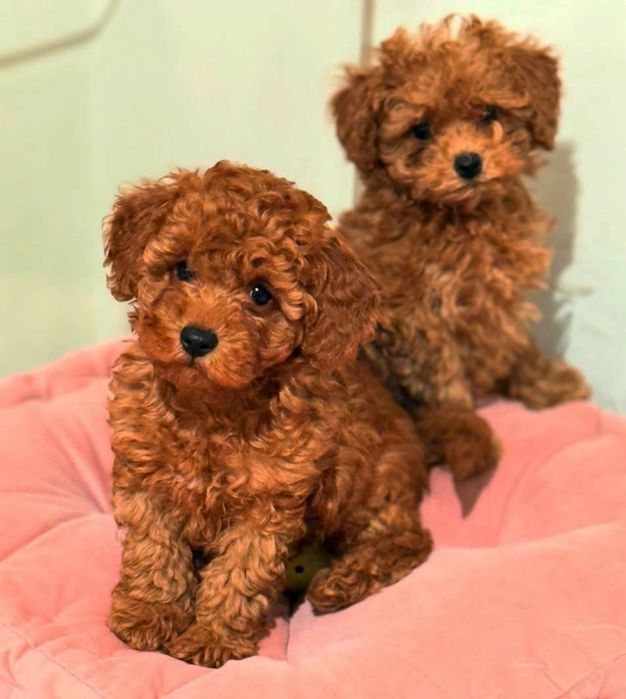 Хлопчики той.   пудель ред браун