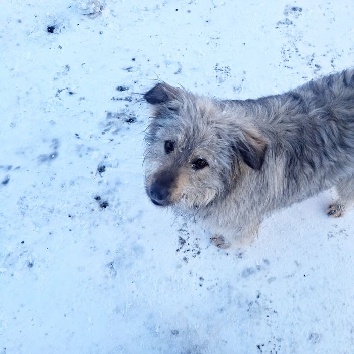 Микита шукає дім