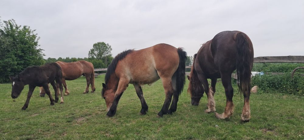 Źrebaki ,konie , klacz zimnokrwiste