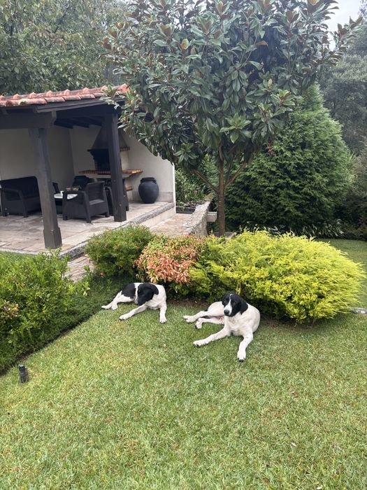 Cães de gado transmontano