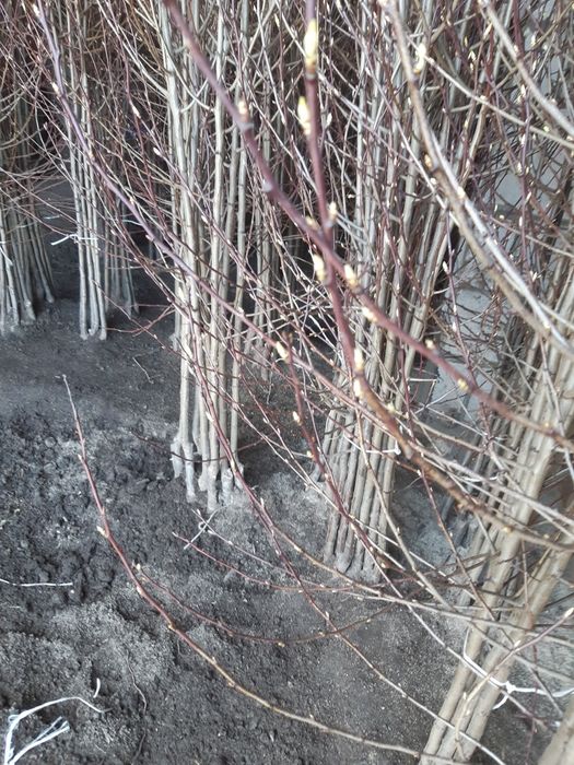 śliwa ,wegierka , haganta , top hit, prezydent, dąbrowicka , jubileum