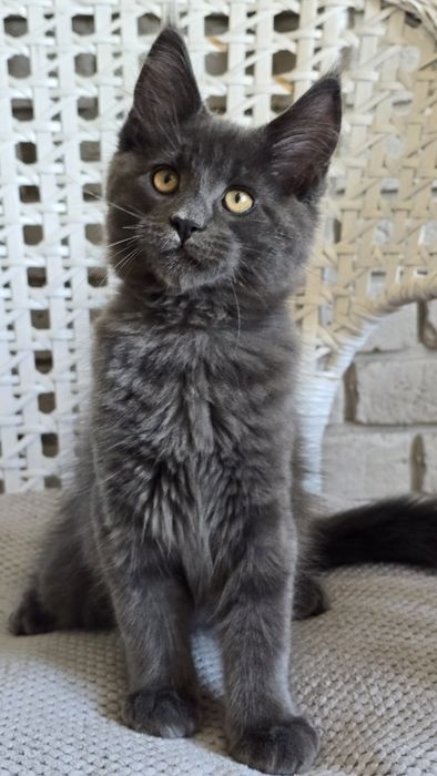 Niebieski kocurek Maine Coon